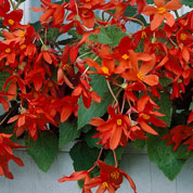 begonia -bertinii- orange-rouge